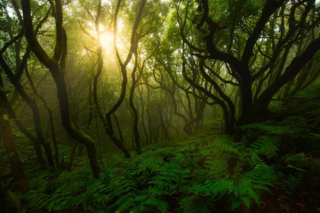 laurisilva forest-anaga-tenerife