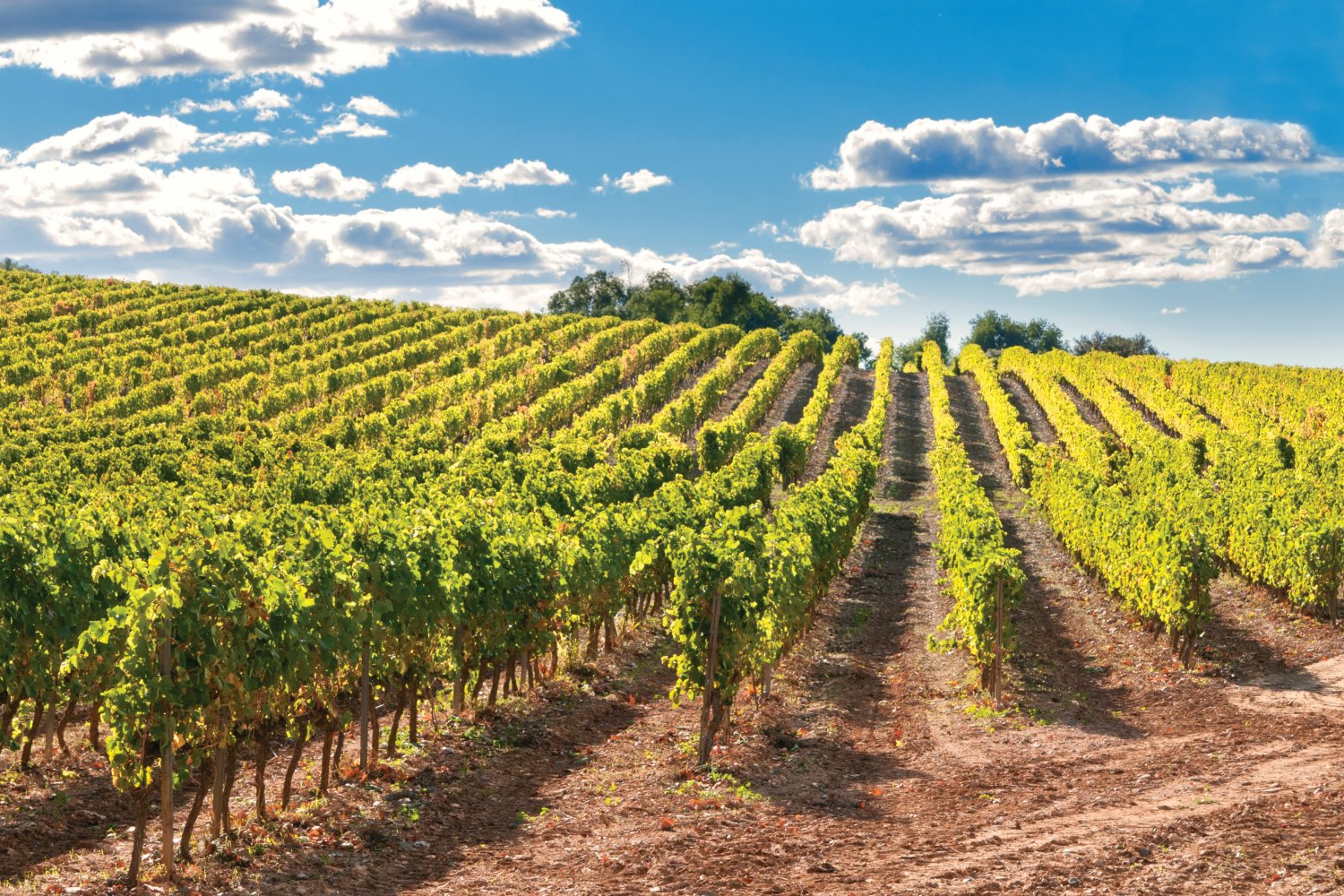 Cava vineyards, costa dorada